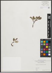 Foto von Salix reticulata L.
